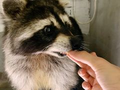 -浣熊柯尔鸭土拨鼠·电玩咖