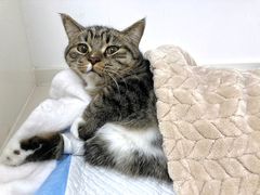 -关爱宠物医院·猫科中心·消化科(滨湖万达分院)