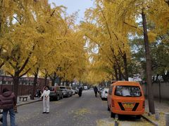 -三里屯东五街银杏大道