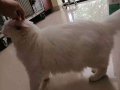 -艾贝尔宠物诊疗