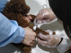 -瑞鹏瑞爱宠物医院·全科·猫科·血液透析中心(龙头寺店)