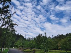 -铁山坪森林公园