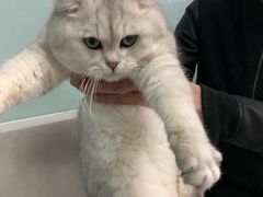 -纳吉亚猫专科动物诊疗中心(蒋宅口分院)