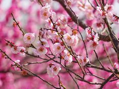 -蜀冈西峰生态公园