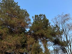 -铁山坪森林公园