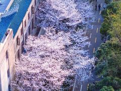 -武汉大学-樱园
