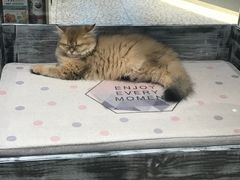 -momokira米努特·德文卷毛猫·棉花面纱犬