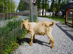 -前小桔亲子创意农场·草莓采摘·露营烧烤