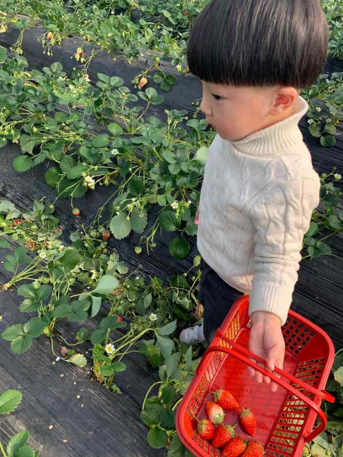 小吴奶油草莓园-"【路程】坐地铁去下车大约走10分钟左右,.