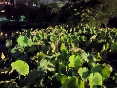 -金山公园