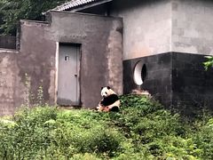 -中国大熊猫保护研究中心雅安碧峰峡基地