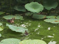-北陵公园