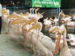 -广州长隆飞鸟乐园