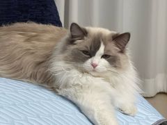 -FAELING PETS美天灵宠物(富力广场店)