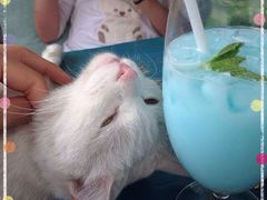 -Sirena海妖日咖夜酒