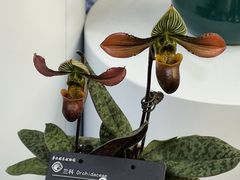 -中国科学院华南植物园