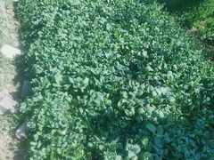 -小鱼草莓采摘园农家乐·小鱼餐厅