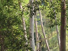 -火炉山森林公园