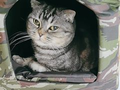 -全心全意连锁动物医院·微创中心·内科急重症·心脏专科(丰管路店)