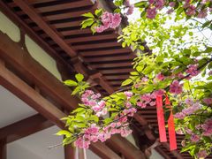 -西安青龙寺遗址景区
