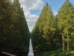 -黄海国家森林公园