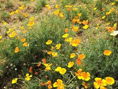 -绵阳盛世樱花悠乐谷