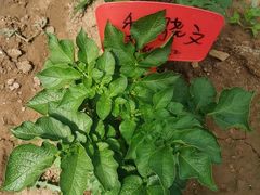 -百果山乐享果玩
