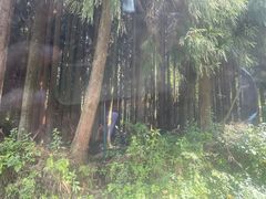 -武陵山森林公园