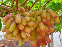 -金谷域澳洲庄园