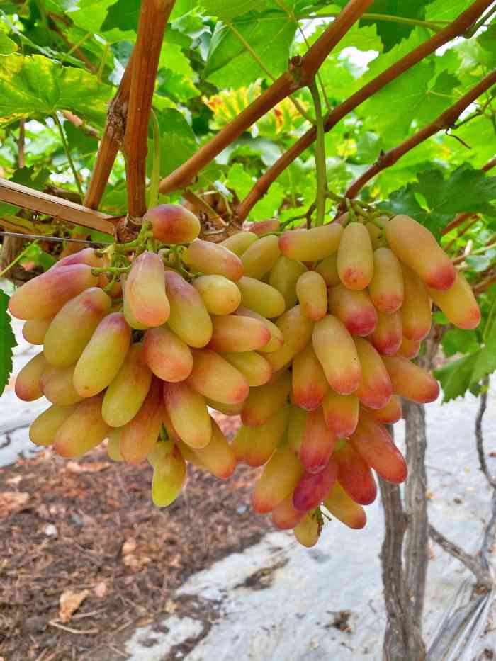 金谷域澳洲庄园-"大邑真是个宝藏地 可以玩攀岩0969♀15.