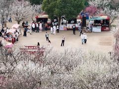 -香雪海