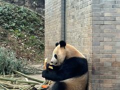 -都江堰中华大熊猫苑