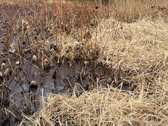 -蜀冈西峰生态公园