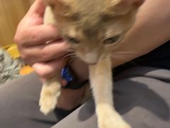 -欣宠猫屋·矮脚拿破仑·蓝金金渐层