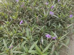 -佛山京华广场MALL