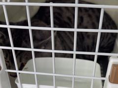 -利又安动物医院··老年病·猫科犬科·中兽医