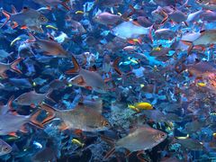 -成都浩海立方海洋公园