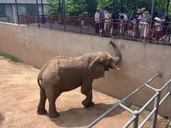 -西霞口神雕山野生动物世界