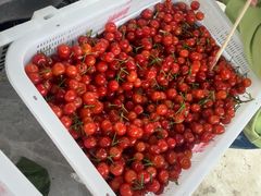 -桃源山庄·摘樱桃·柴火鸡·烧烤团建(龙泉山店)