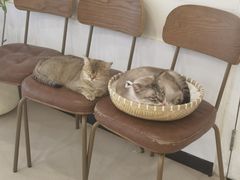 -共舞时光猫咖·狗咖(新街口店)