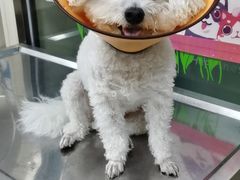 -A猫a狗全科·犬猫异宠·芥西宠物医院(南开总院)