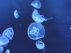-上海海洋水族馆
