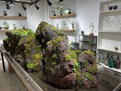 -植觉