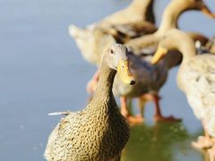 -野鸭湖国家湿地公园