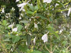 -广州神农草堂中医药博物馆