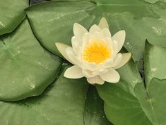 -都江堰玫瑰花溪谷