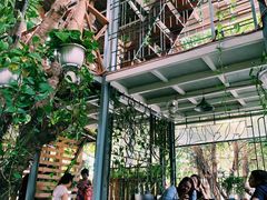 -Rainforest