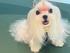 -帕帕拉兹宠物(亚洲旗舰店)