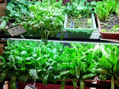 -清真华宇开锅羊肉