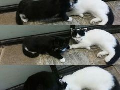 -猫咪博物馆(顶澳仔猫街店)